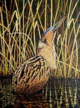 36 Bittern at Minsmere - Acrylic