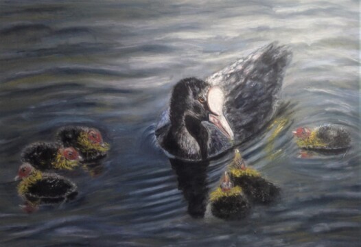 40 The Coots - Pastel 40 The Coots - Pastel